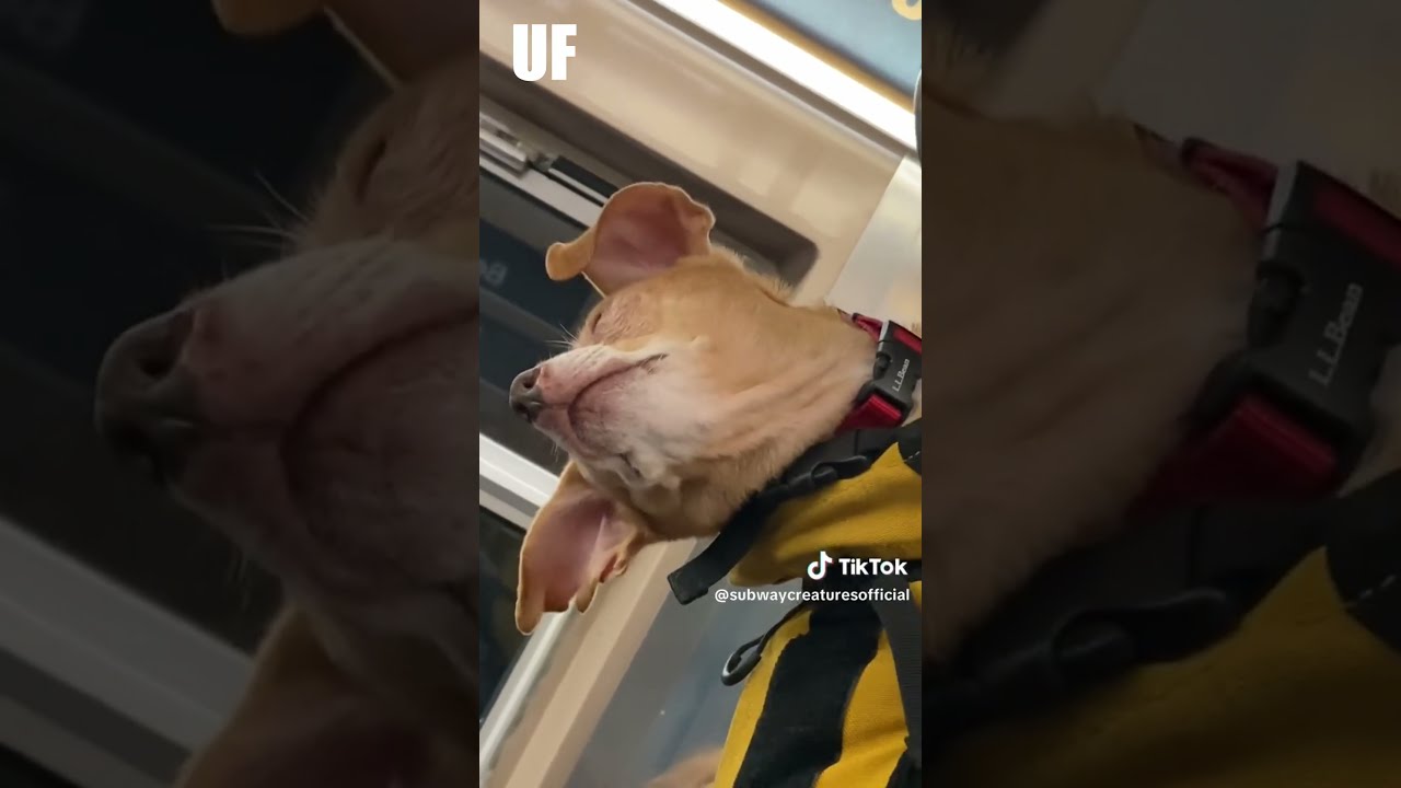 NYC Subway Banned Dogs Unless...WHAT? #didiyouknow #nyc #dog