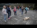 Watch this over-the-top dog become a tourist attraction