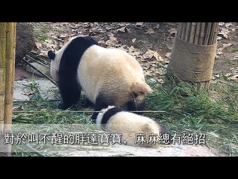 《熊貓早晚安》對於叫不醒的胖達寶寶，麻麻總有絕招！| iPanda