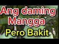 ang daming Manga pero Bakit Nalungkot ako 