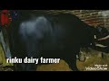 Rinku dairy farmer