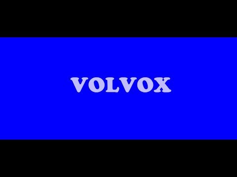 volvox