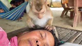 ASMR Monkey Zueii Grooming Spa Treatment| Zueii Grooming Grandma While She Sleeping by ZUEII MONKEY 2,003 views 1 day ago 3 minutes, 16 seconds