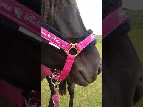 Video: Plemeno Koní Dartmoor Pony Hypoalergénne, Zdravie A životnosť