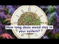 How long does cannabis stay in your system  weed easy