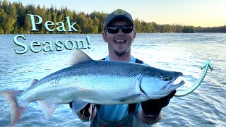 Kenai River Alaska Sockeye Salmon Fishing Report! Soldotna City Parks Update!