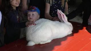 Dyskue Juni 2019 Horsens