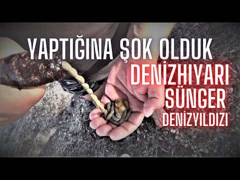 Yaptığına şok olduk (denizhıyarı)