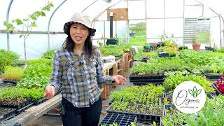 3HMONGTV | Organic Living with Mhonpaj Lee - Ep1.