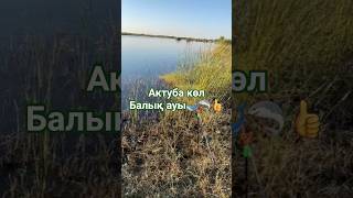 актуба көл #көл #каракалпакстан #казахстан #кегейли #нукус #шымбай #шоманай #хожели #балык #рыбалка