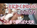 【これを見れば分かる】猫の爪切り解決編！とにかくかわいい猫ちゃんの一人で切る爪切りのやり方