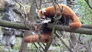 Roter Panda Mama Shine spielt mit ihrem Sohn Urs   Tierpark Berlin am 20 11