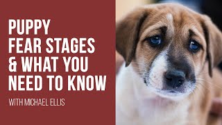 Michael Ellis on Puppy Fear Stages and What You Need to Know