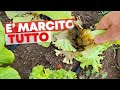 Troppa PIOGGIA, ho PERSO 1âˆ•4 del RACCOLTO