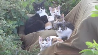 川沿いを歩いていたら子猫を守り続ける母猫が奮闘する野良猫家族に遭遇したwww