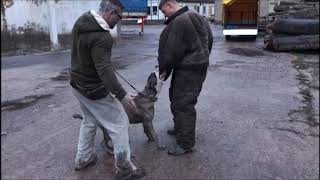 Pce E.v. Aus Dem H 2 Wurf Hades De La Legion 10 Monate Alt