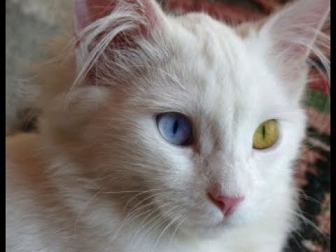 トルコから出国禁止の ターキッシュバン ヴァン猫 がかわいい Turkish Van Youtube