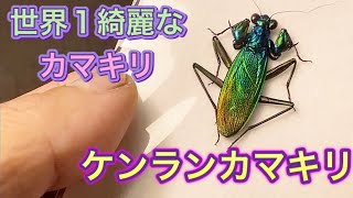 ［我が家の昆虫日記］ケンランカマキリの標本♂♀比較‼️