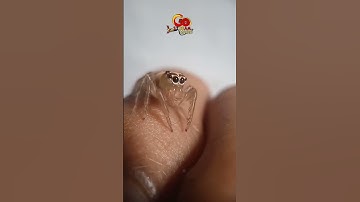 Tiny Cute Jumping Spider #shorts #jumpingspider