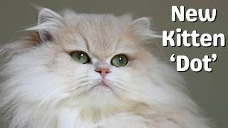 Meet My New Kitten | Golden British Longhair