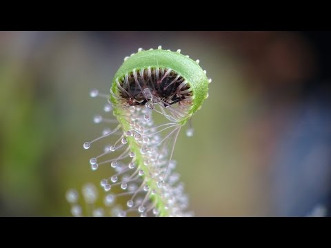 Carnivorous Plant wraps itself around prey