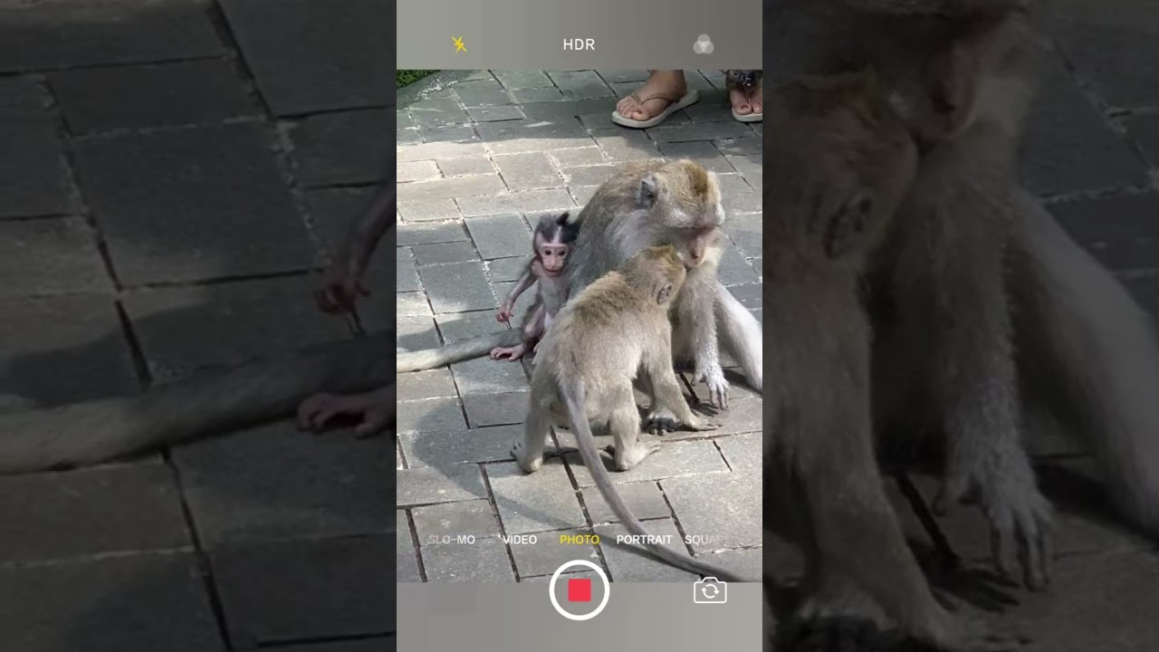 "Monkey Forest Adventure: Get Up Close with Bali's Wild Monkey😍🌟✨