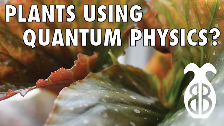 Plants Using Quantum Physics?