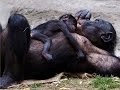 Fort Worth Zoo World Of Primates Baby Bonobos Fun 2015