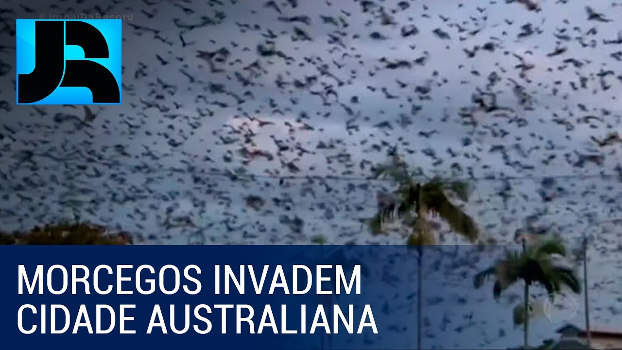 Megainfestação de ratos devasta fazendas na Austrália 