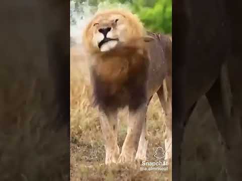 الأسد واثق من قوته ولا يفكر مرتين قبل الضرب اشتراك بالقناة كريستيانو رونالدو