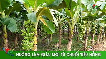 Hướng làm giàu mới từ chuối tiêu hồng