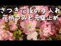 さつきの手入れ 花柄つみと元葉止め剪定！