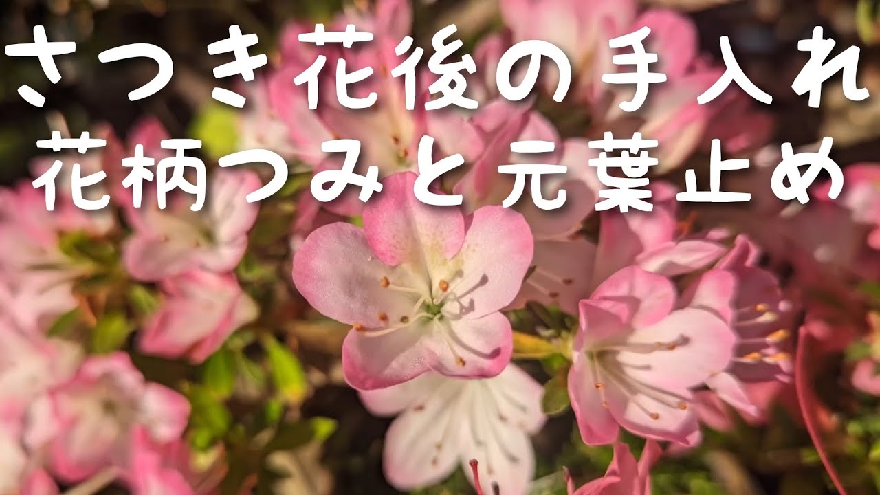 Caring for Satsuki: Picking the flower stems and pruning the