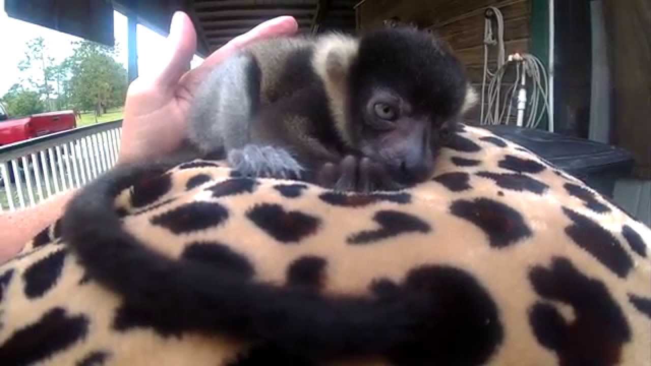 horseshoe bend 5 DAY OLD BABY RUFFED LEMUR