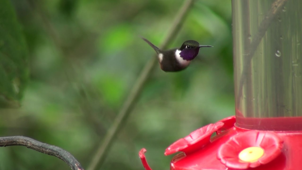 Colibri de Mitchell (Calliphlox mitchellii) Purple-throated Woodstar