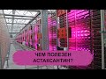 ЧЕМ ПОЛЕЗЕН АСТАКСАНТИН?