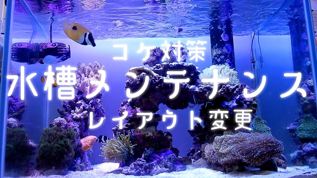 コケ対策 海水魚水槽のお掃除メンテナンス アクアリウム Youtube