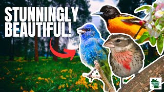 5 Beautiful Birds You Need to See this Spring!