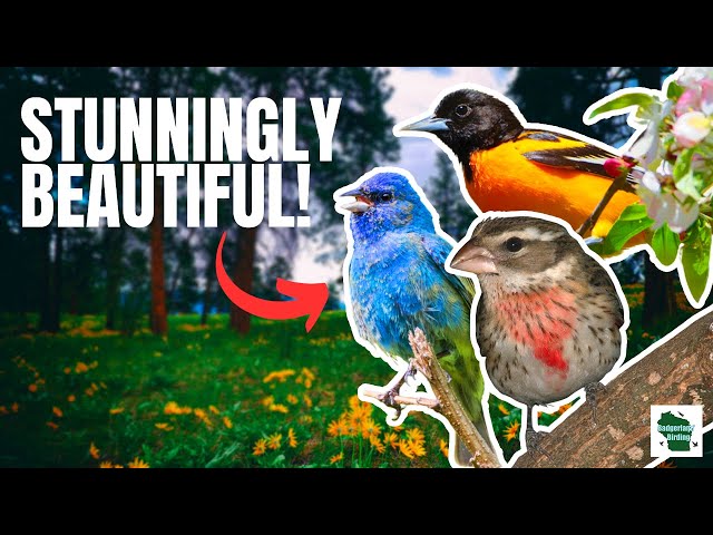 5 Beautiful Birds You Need to See this Spring! class=