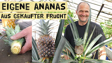 Kann man den Strunk einer Ananas einpflanzen?