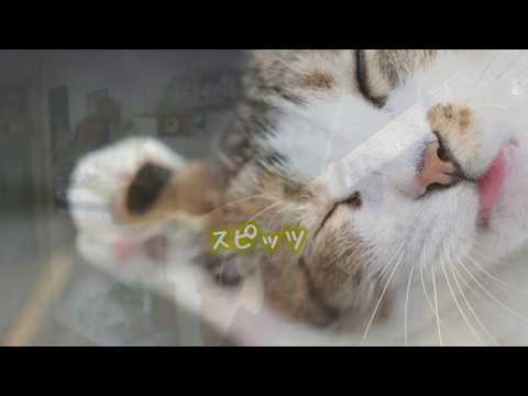 Holiday／スピッツ 素人弾き語り ♪ cover ♪