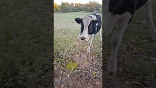 Cow Forgets Its Size When It Wants to Play