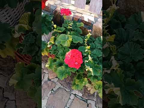 Пеларгонії Персиковий Авантюрин Шахеризада Бузковий туман Королева Бірми Calliope Dark Red