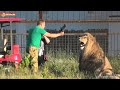 Олег Зубков среди львов. Подсмотрено в сафари. Тайган. Lions life in Taigan.