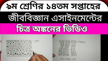 ৯ম শ্রেণির ১৪ম সপ্তাহের জীববিজ্ঞান এসাইনমেন্ট | 14th Week Biology Assignment Class Nine
