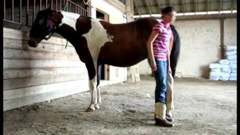 Stitch   ***For up-to-date info, price, etc., go to our website***