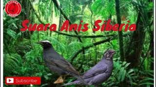 Suara Burung Anis Siberia dan Terapi Air