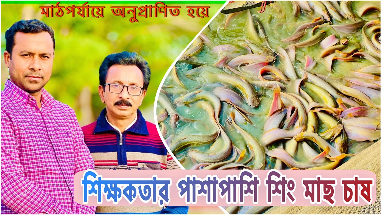শিক্ষকতার পাশাপাশি শিং মাছ চাষ... ll catfish bd
