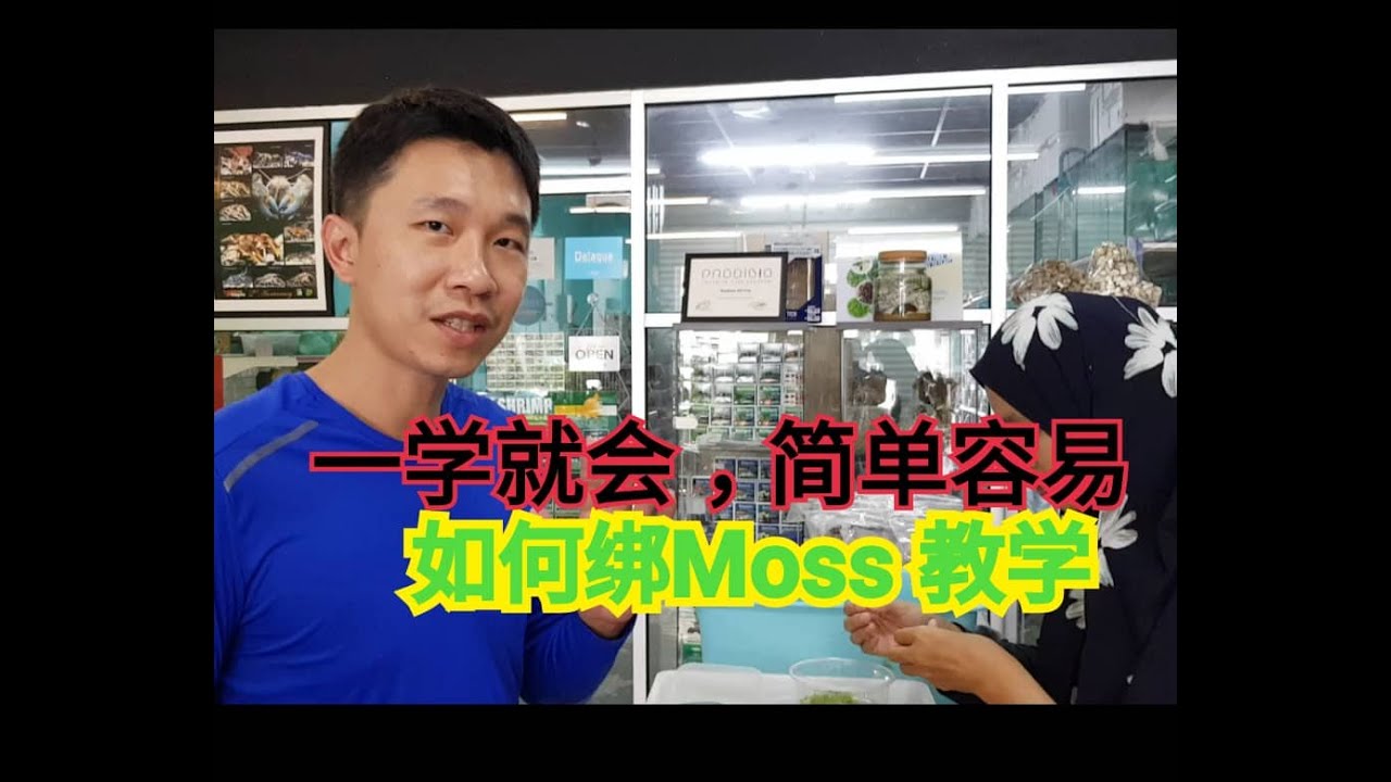 綁水草黏水草教学 Ikat Moss How to Attach Moss绑水草莫斯教学何綁鐵片網How tide the moss on dutch style aquascape aquarium plants