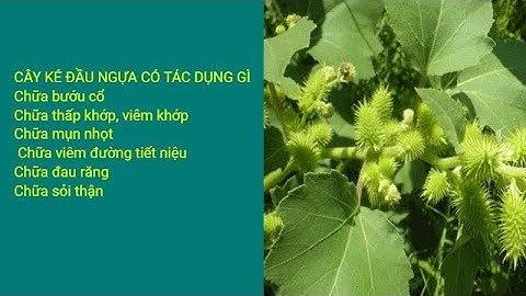 cây ké đầu ngựa có tác dụng gì, chữa đau răng, chữa viêm thấp khớp, chữa bướu cổ,  viêm tiết niệu